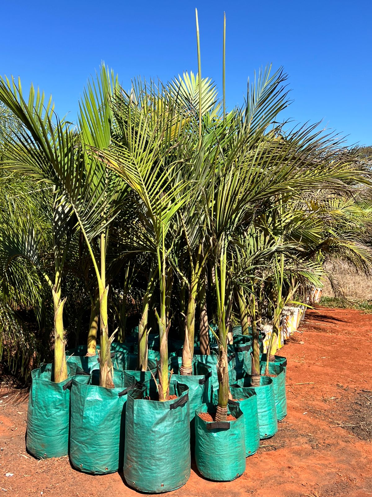 J J Gramas e Jardinagem