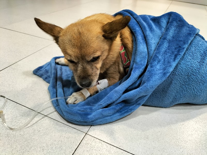 Clínica Veterinaria Nuestra Señora de Begoña