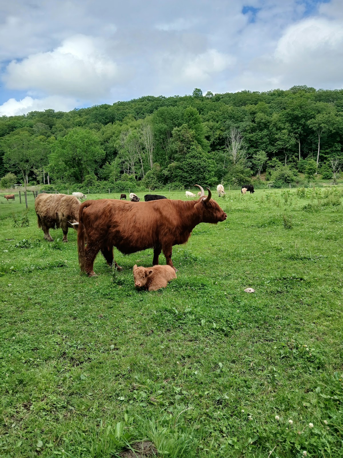 Elk Ravine Farm