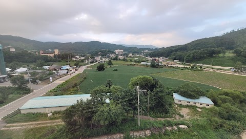 위드랜드 평창점 평창군 애견숙소