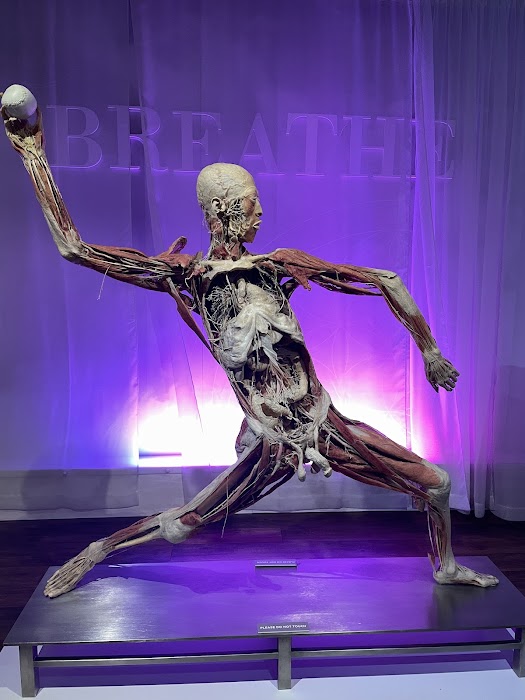 Real Bodies Las Vegas fotoğraf 1