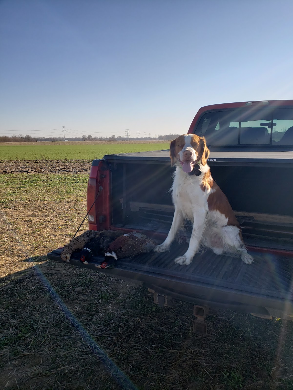Dundee Pheasant Farm