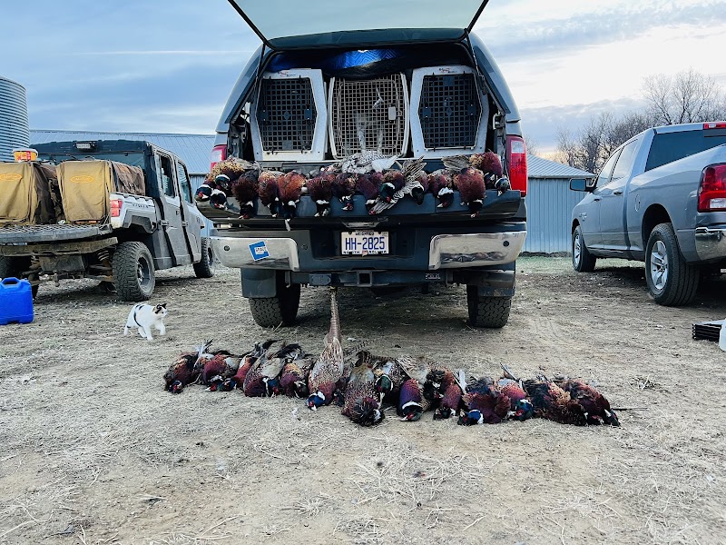 UGUIDE South Dakota Pheasant Hunting - Photo 3