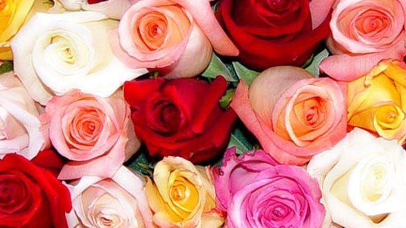 COSMOFLORA: Google Places image 2