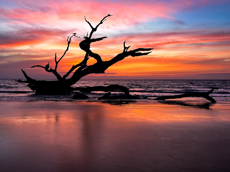 Driftwood Beach in Tybee Island