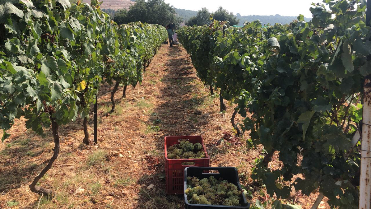 Aurora Winery & Vineyards