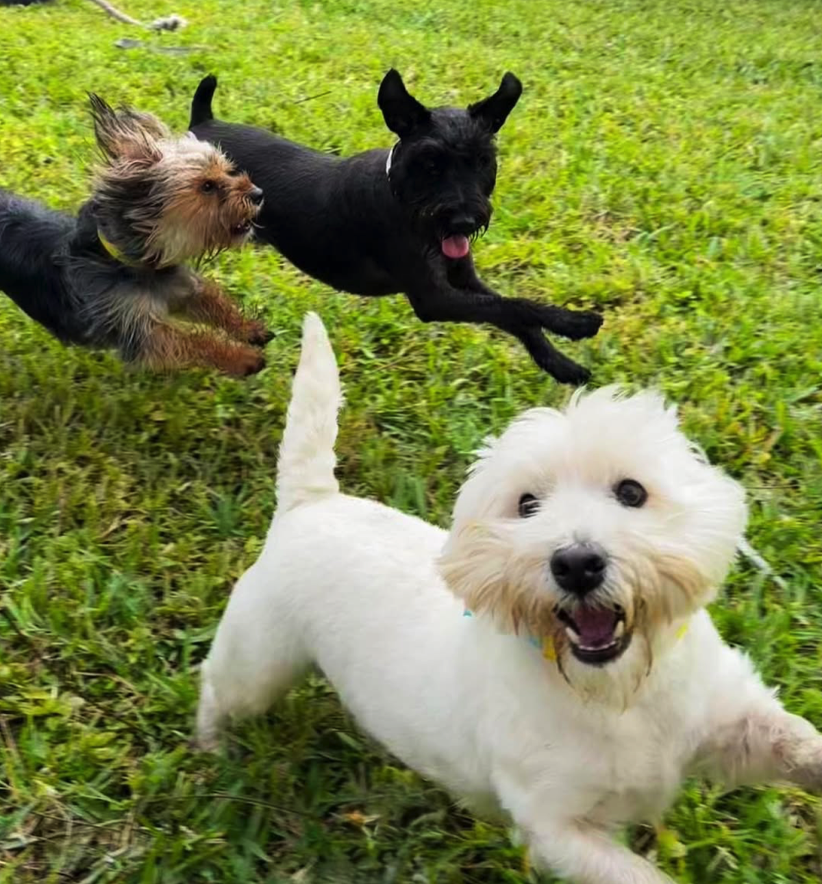 Dog Dude Ranch