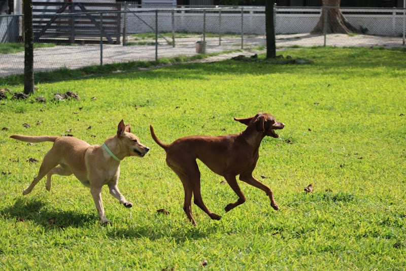 Dog Dude Ranch - Photo 6