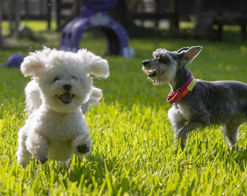 Dog Dude Ranch - Photo 2