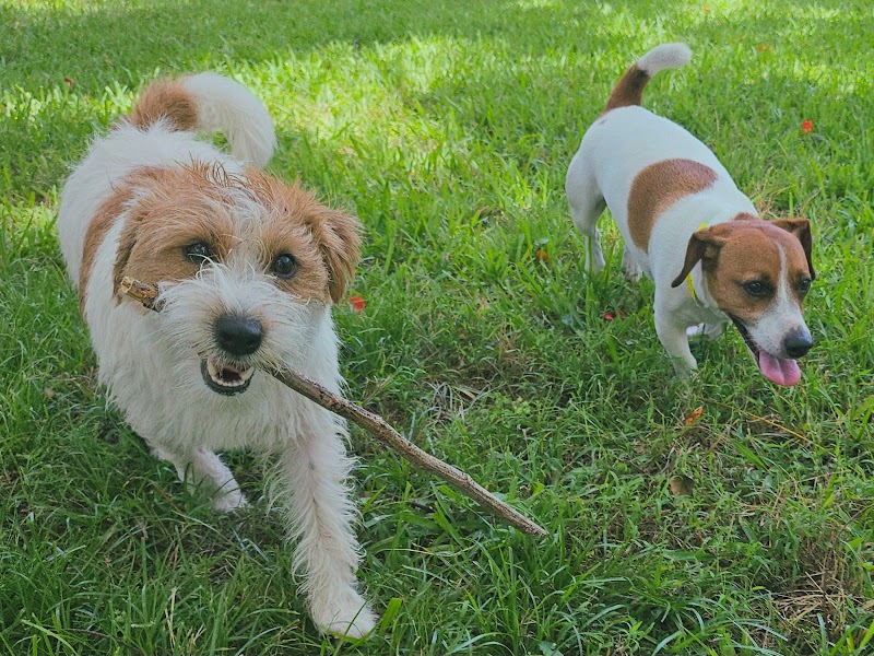 Dog Dude Ranch - Photo 1