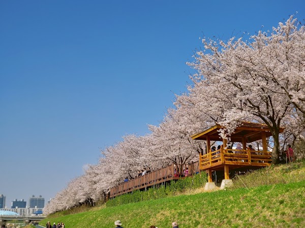 Anyangcheon Ecological Park 1