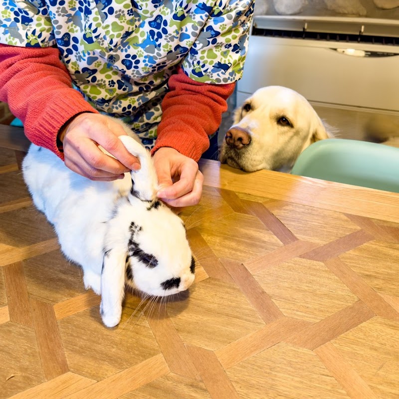 Veterinario a domicilio y Centro Veterinario Animal Salut