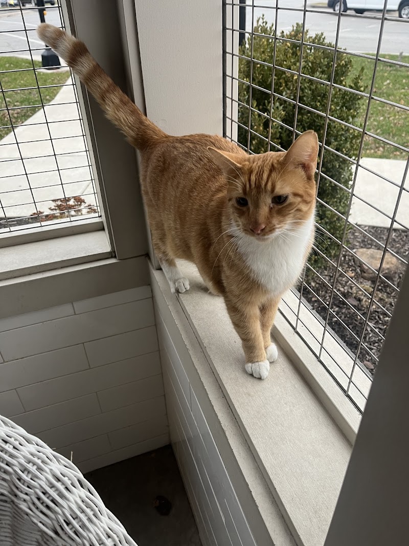 Cat Cafe - Kokomo Humane Society photo 2