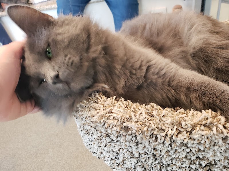 Cat Cafe - Kokomo Humane Society photo 4