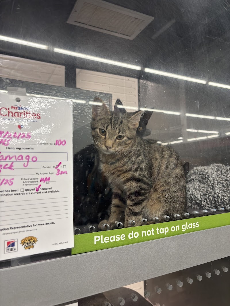 Cat Cafe - Kokomo Humane Society photo 3