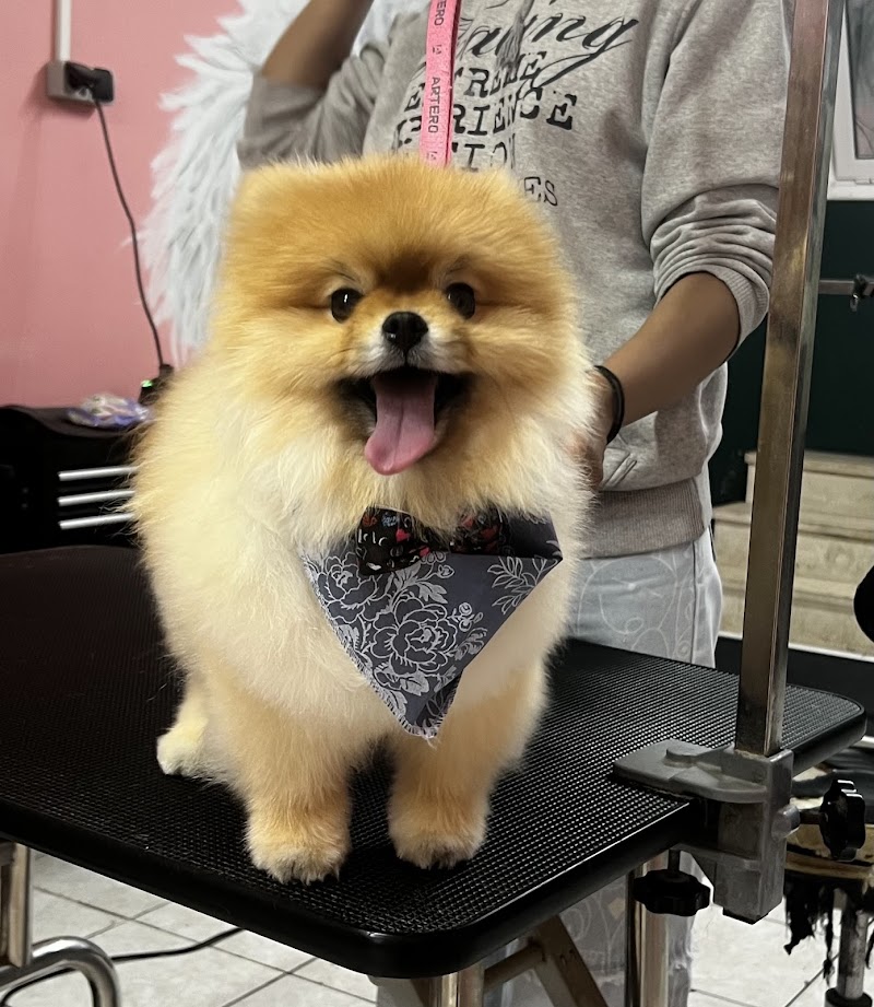 Dogville Pet Grooming