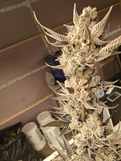 Roc Dispensary and hydroponics