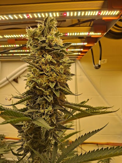 Roc Dispensary and hydroponics