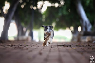 הגיבורים של יוגב | מרכז הכשרה לאילוף, שיקום והכשרת כלבי סיוע.
