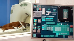 Hospital Veterinari del sud de Catalunya