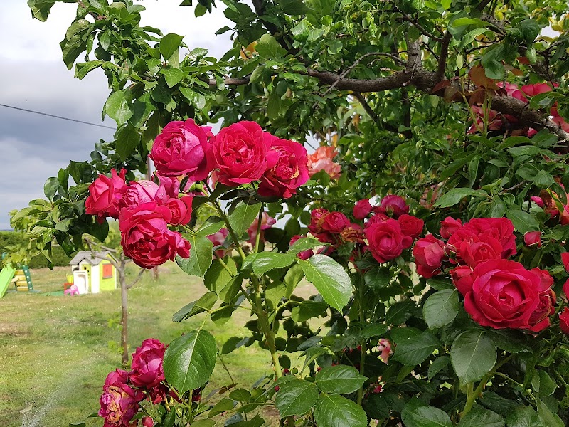 Clínica Veterinaria Candeleda