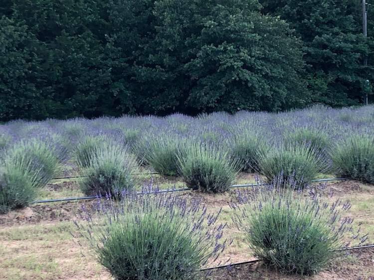 Lavender Ridge Farms & Café photo 1