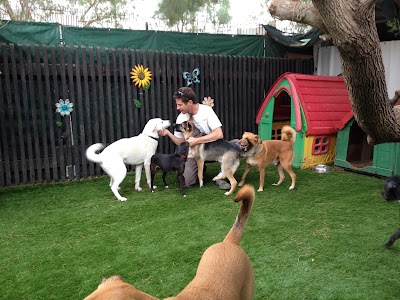 פנסיון משפחתי זמיר לכלבים, חוף דדו חיפה