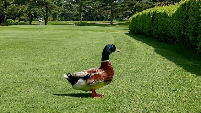 Ikaho International Country Club - Photo 5