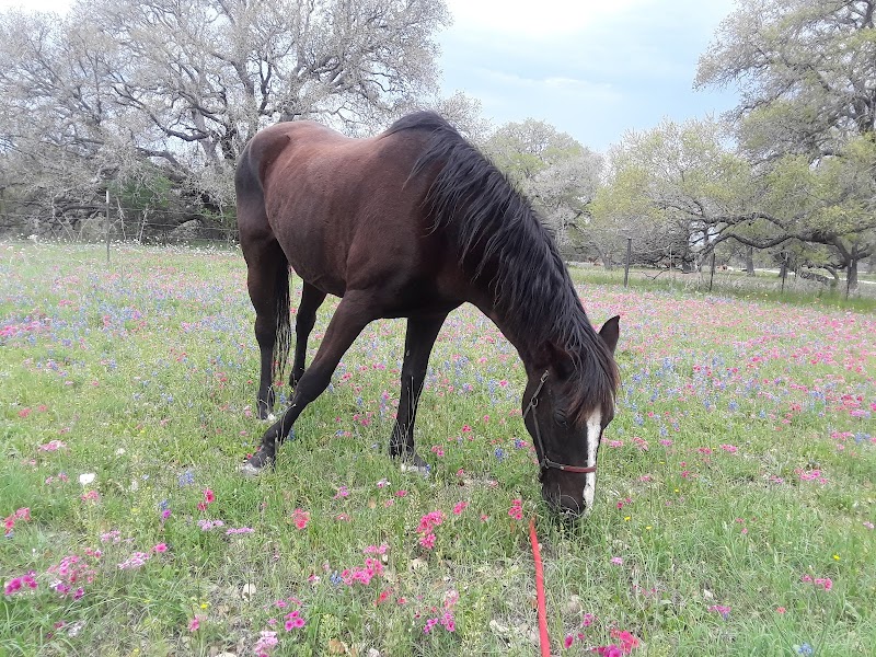 Lazy F Guest Ranch - Trail Ride Texas - Photo 5