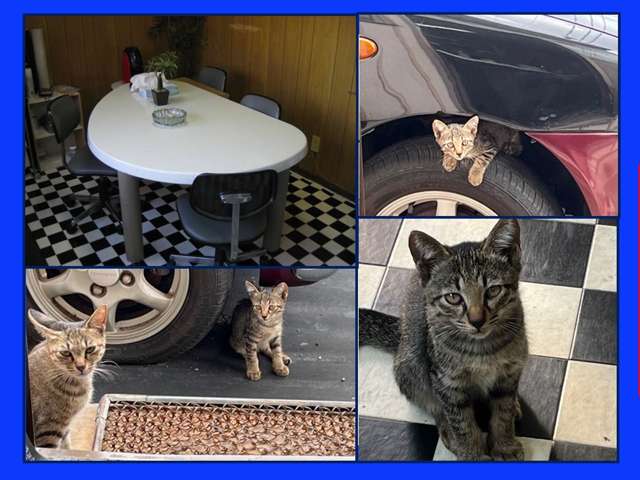 （有）ＡＵＴＯＬＩＫＥ