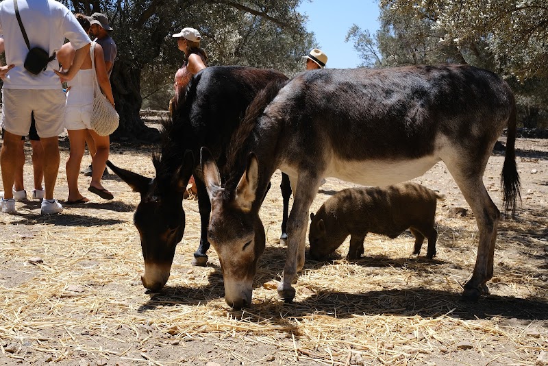 Back to the Roots Naxos