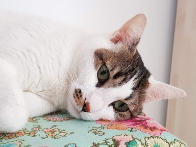 או-קיי וטרינרים - מרפאה וטרינרית