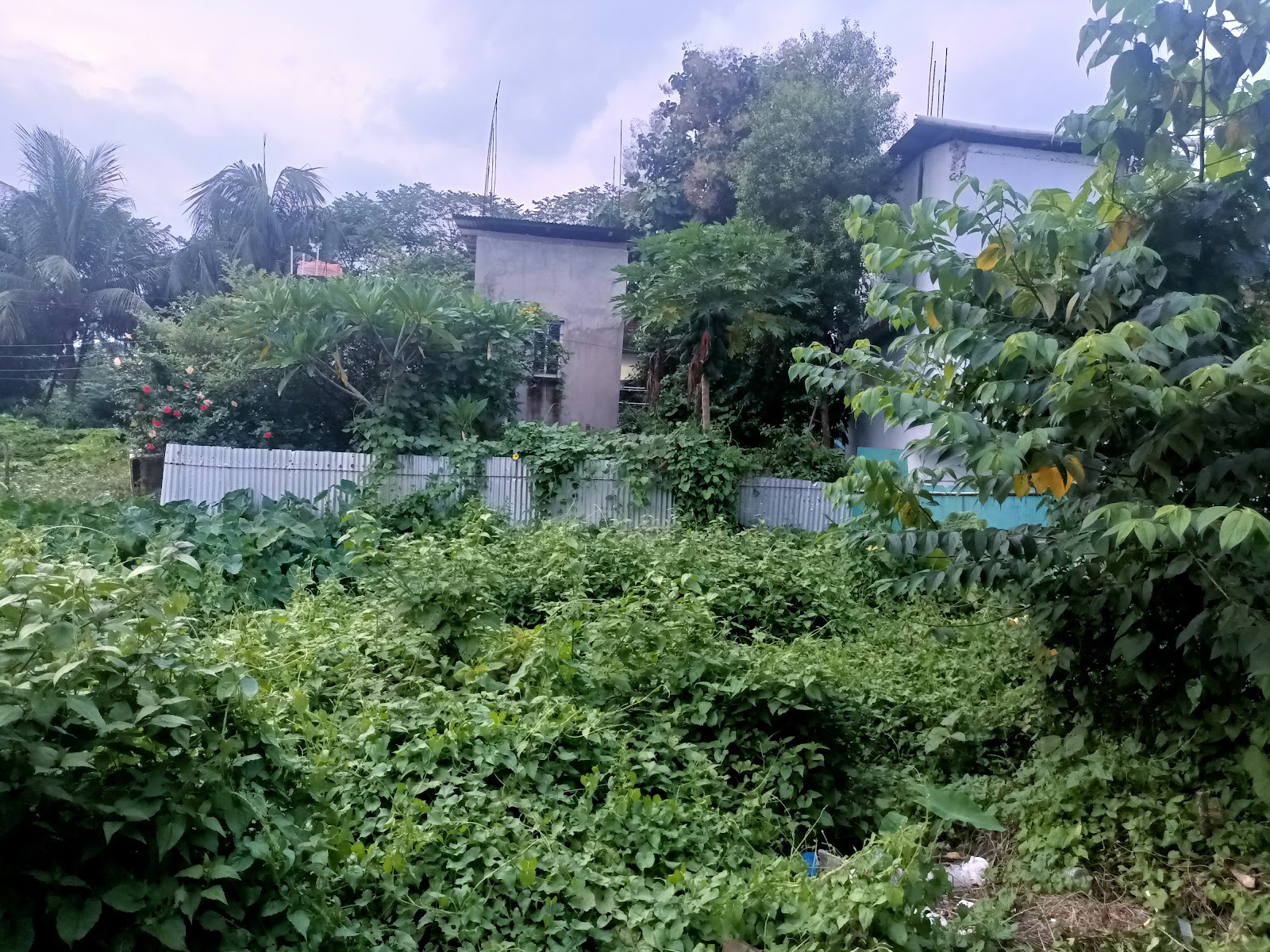 Bhattacharya Lane photo 2