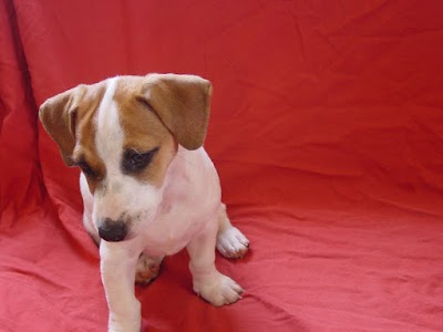 מיכל קירשנר -אילוף כלבים (יאפי פאפי)