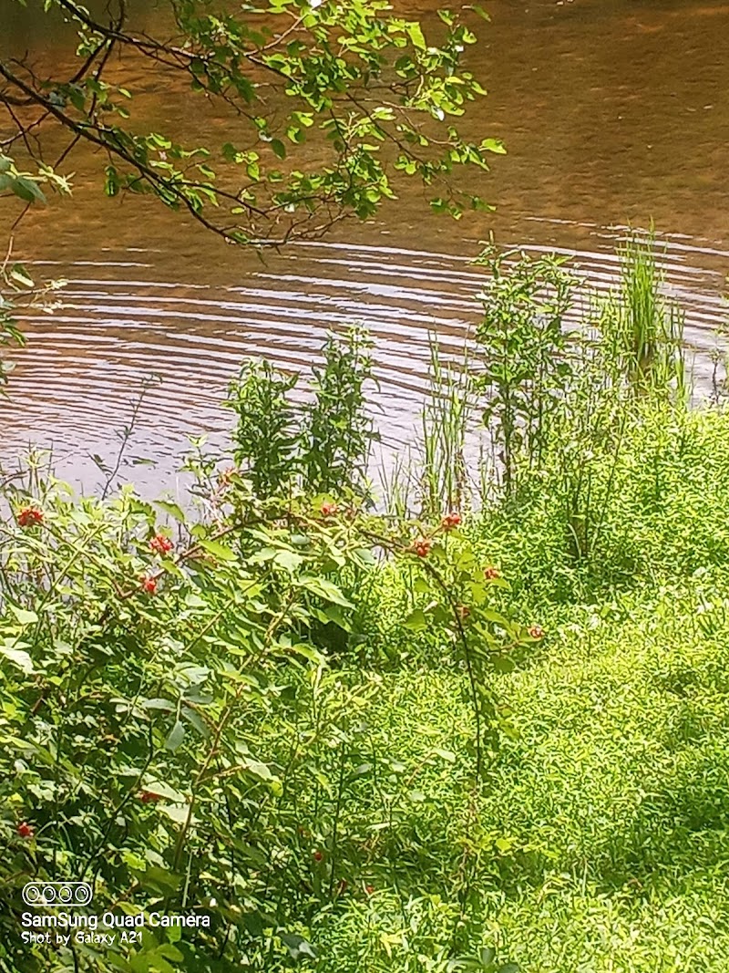 Gwynnbrook Wildlife Management Area - Photo 1