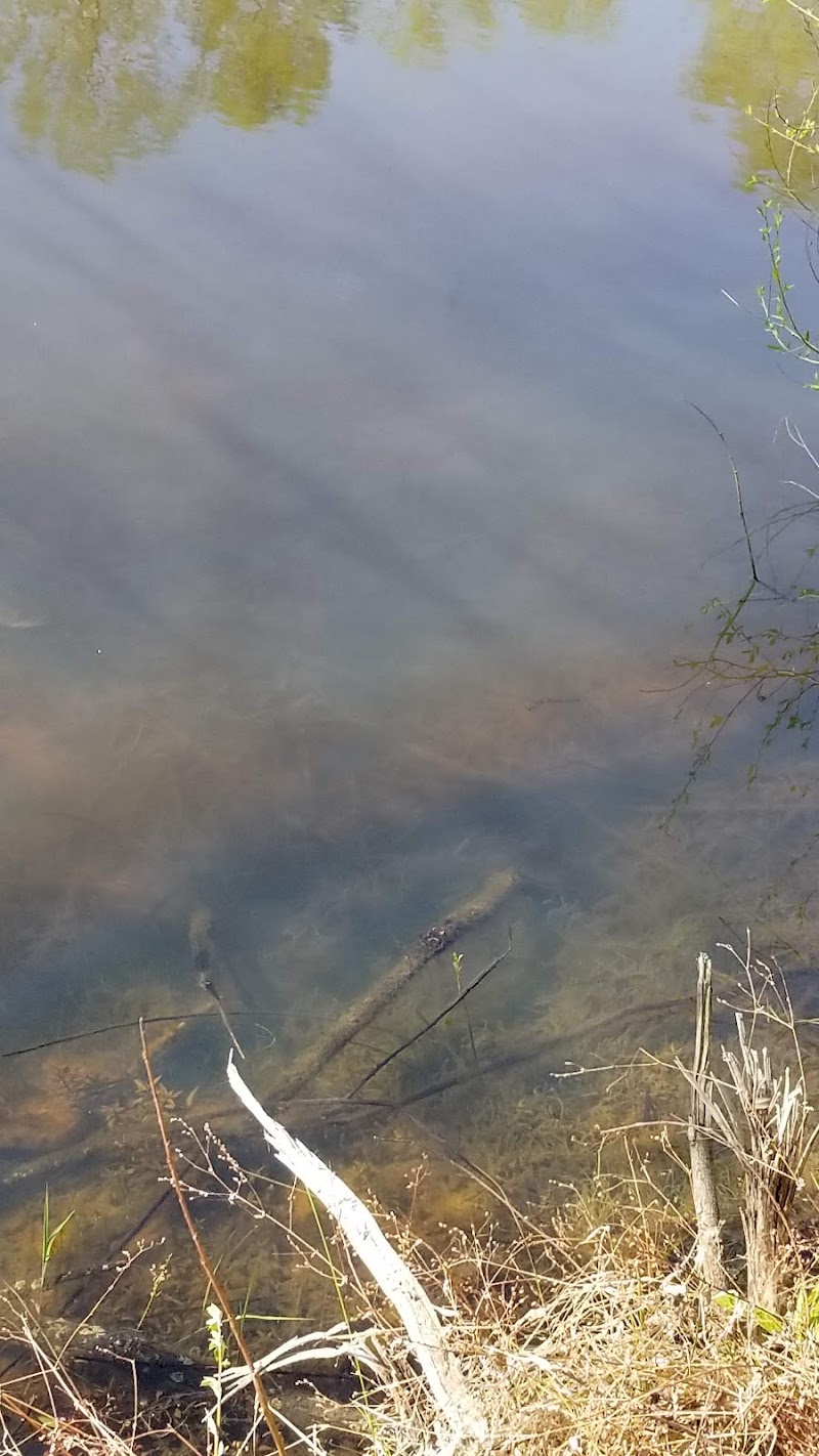 Gwynnbrook Wildlife Management Area - Photo 5