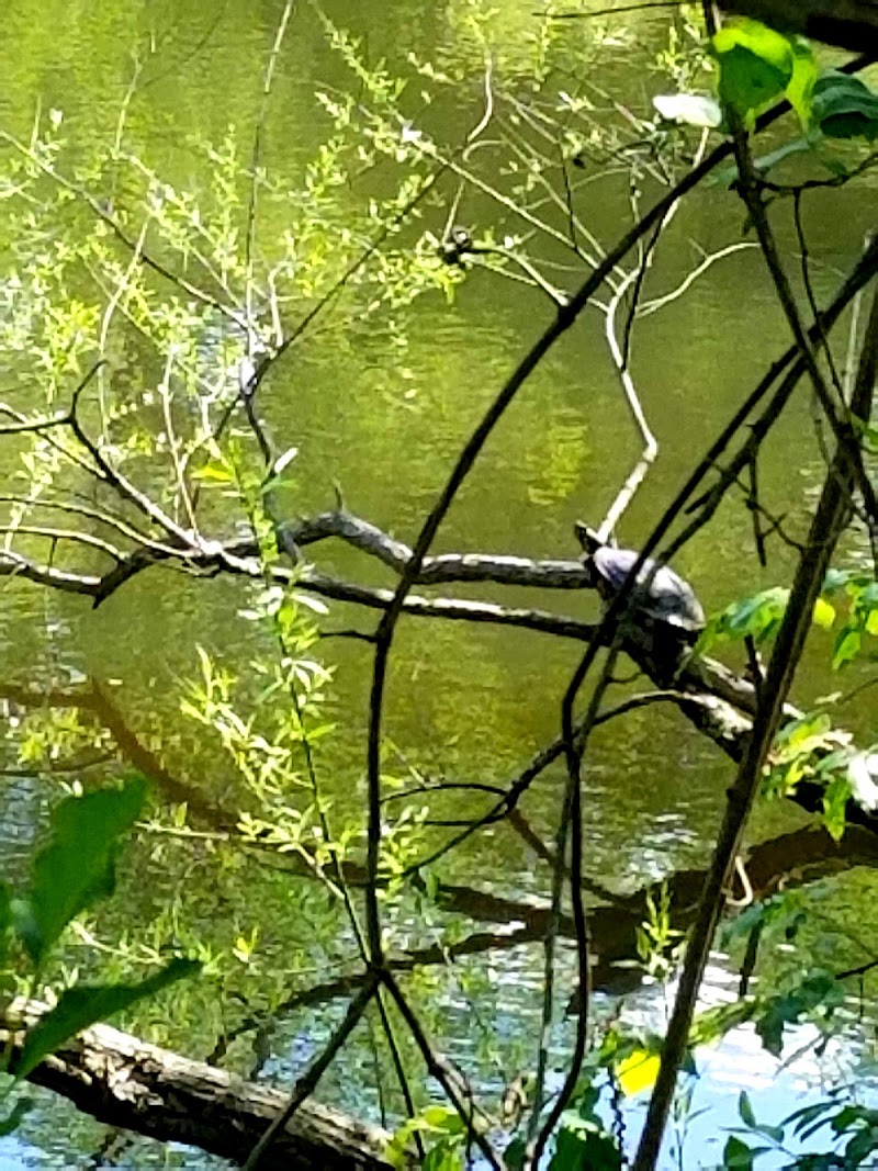 Gwynnbrook Wildlife Management Area - Photo 4