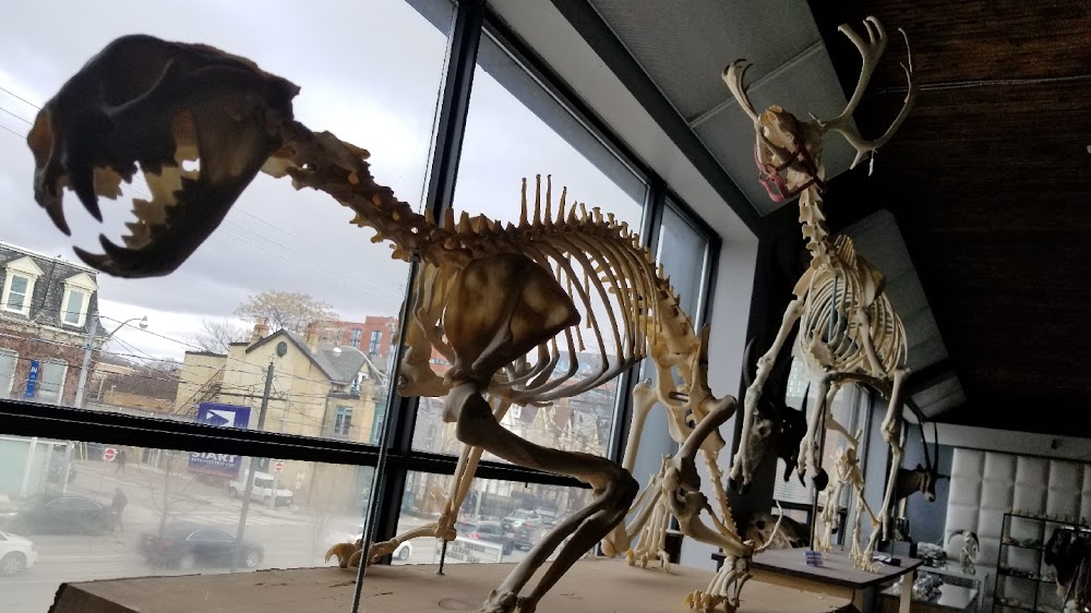 Prehistoria Museum & SkullStore Oddity Shop fotoğraf 1
