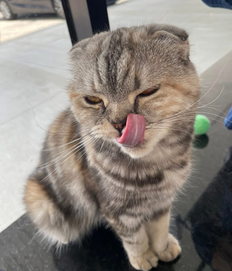 Malu Cat Cafe photo 3