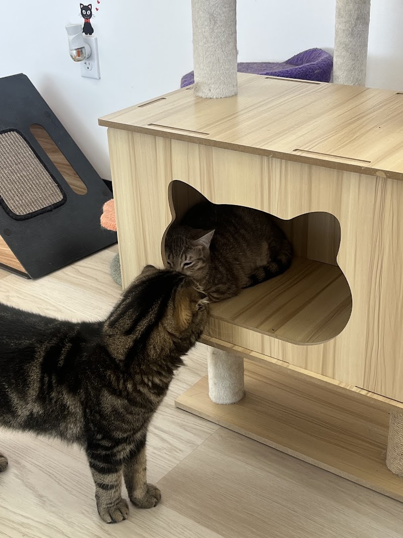 Malu Cat Cafe photo 4