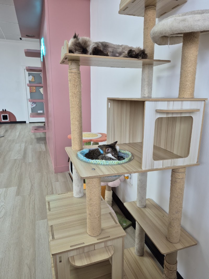 Malu Cat Cafe photo 4