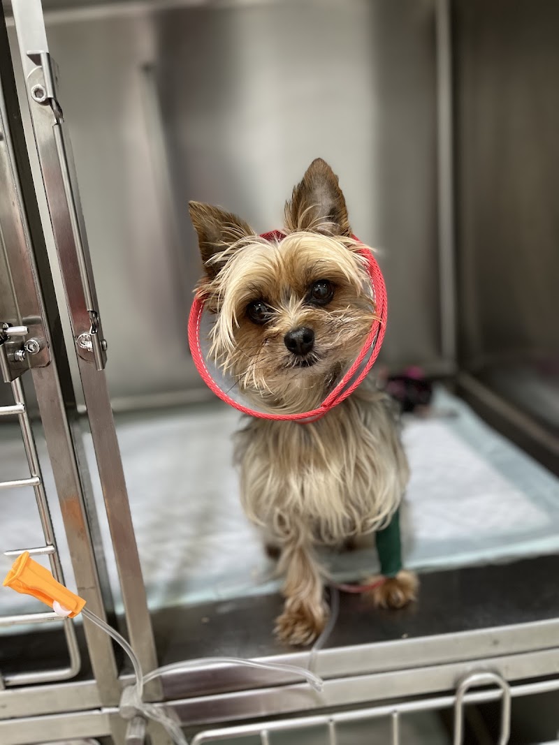 Clínica Veterinaria Vecindario