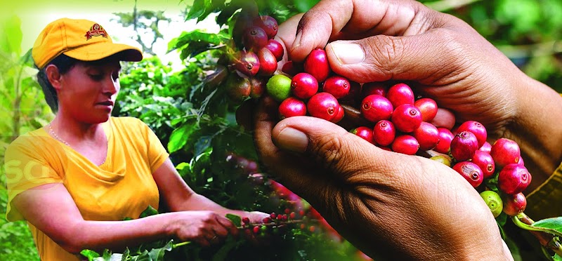 Cafe Santa Rosa photo 3