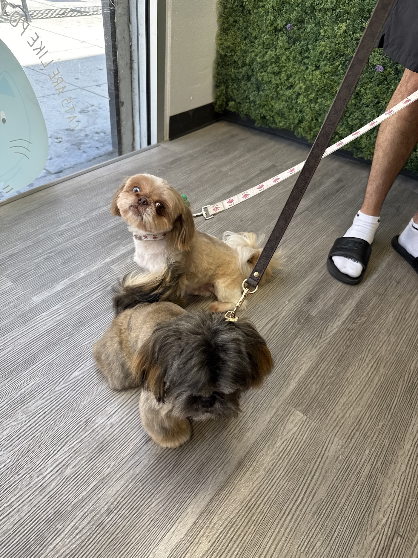 21Pooch interior
