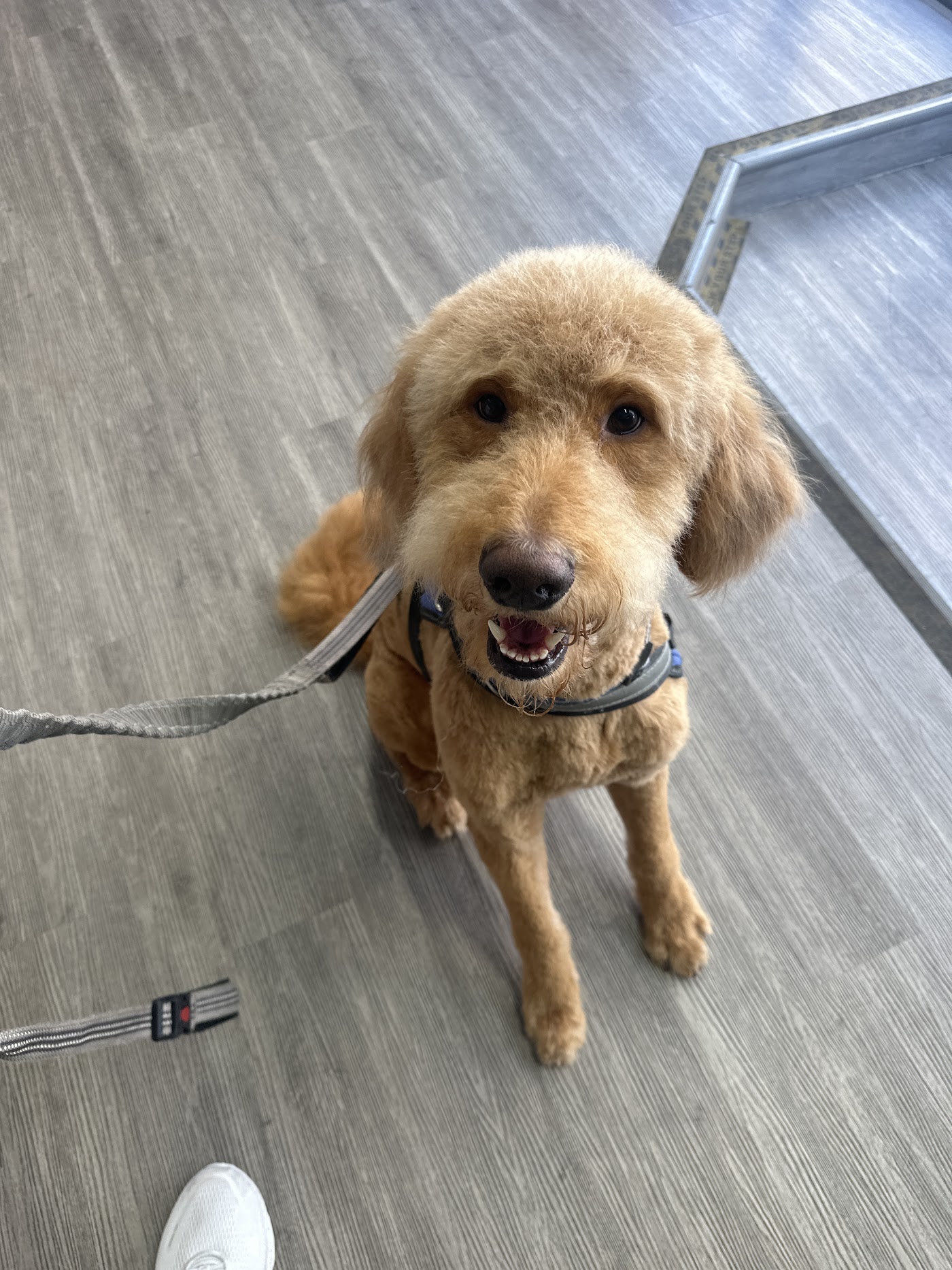 21Pooch photo 2