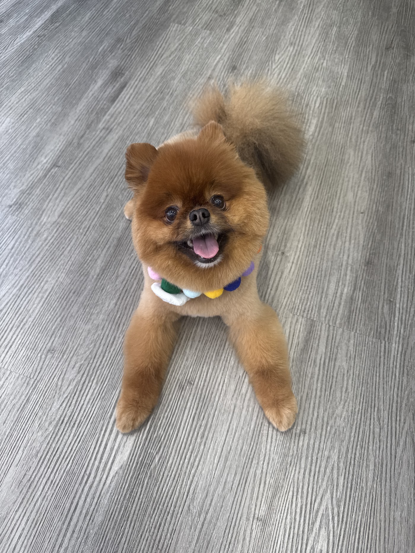 21Pooch photo 3