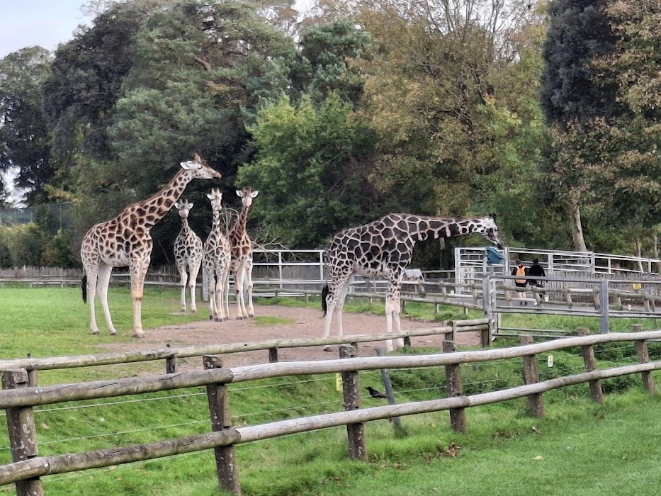 Fota Wildlife Park fotoğraf 1