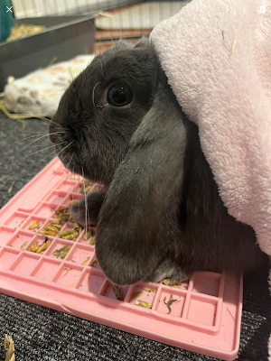 The Bunny Barber Rabbit Grooming & Boarding photo 2