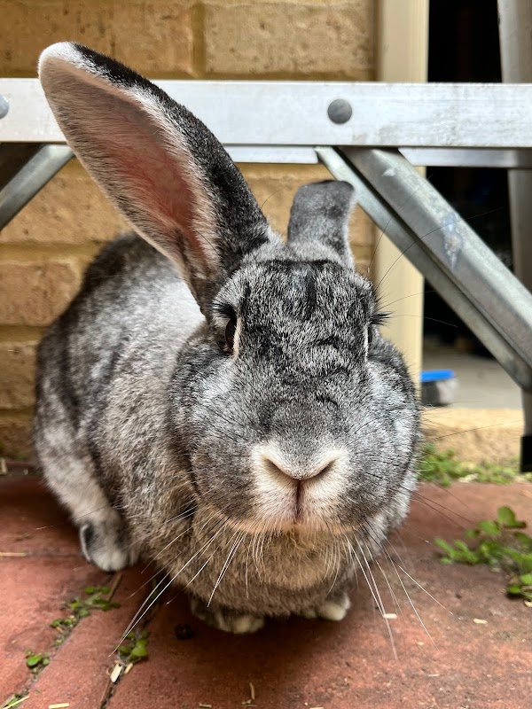 The Bunny Barber Rabbit Grooming & Boarding photo 1