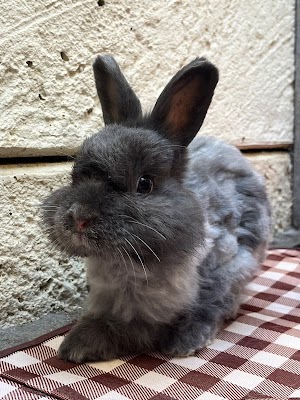 The Bunny Barber Rabbit Grooming & Boarding photo 3